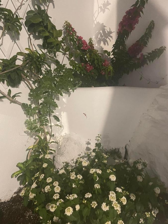 Ονειρόπετρα Λέρος~Oneiropetra Leros Apartment Panteli Ngoại thất bức ảnh